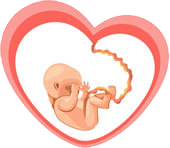 coeur foetus